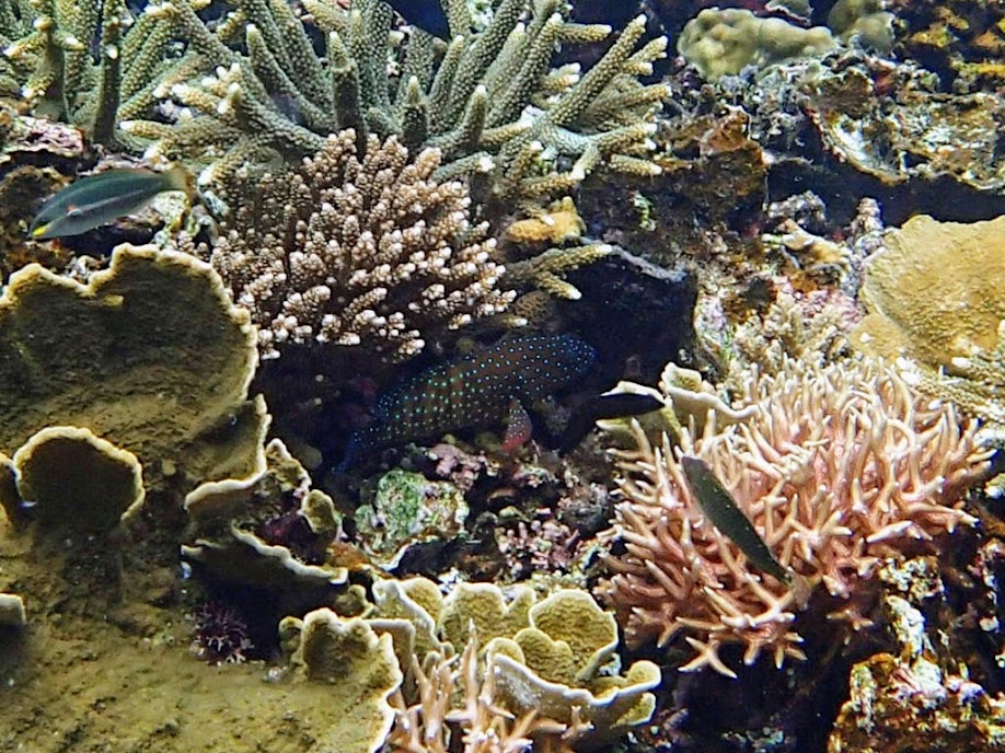 Cephalopholis cyanostigma (Bluespotted Grouper), Small Lagoon, Miniloc Island, Palawan, Philippines.