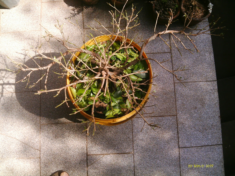 Outro  Ficus Microcarpa... IMAG0068