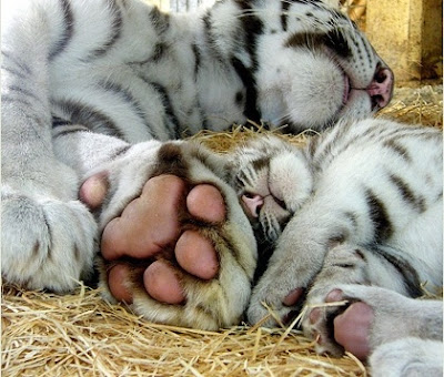 https://lh4.googleusercontent.com/-2-yatS0My4M/UDT1NotVbeI/AAAAAAAABLc/900fe0Mz8zE/s400/sieste-tigre-blanc.jpg