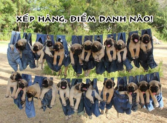 Những chú Chó hài hước, ngộ nghĩnh khi bị chế ảnh Ảnh các chú cún đáng yêu xếp hàng điểm danh