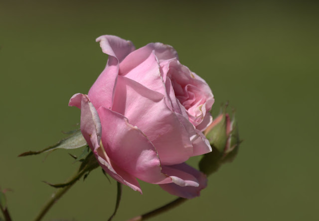 Organic Garden Dreams: Rose of the Month: 'Our Lady of Guadalupe'