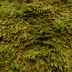 Close up of moss on the moss wall near Boarding House Dam near Watagan Forest Road in the Watagans (322721)