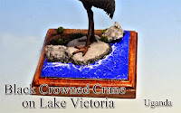 Black Crowned Crane on Lake Victoria -Uganda-