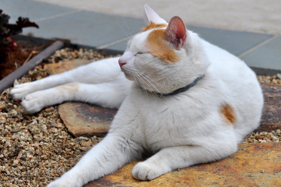 Neighborhood Cat