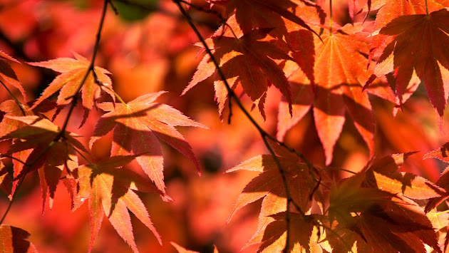 Cover photo