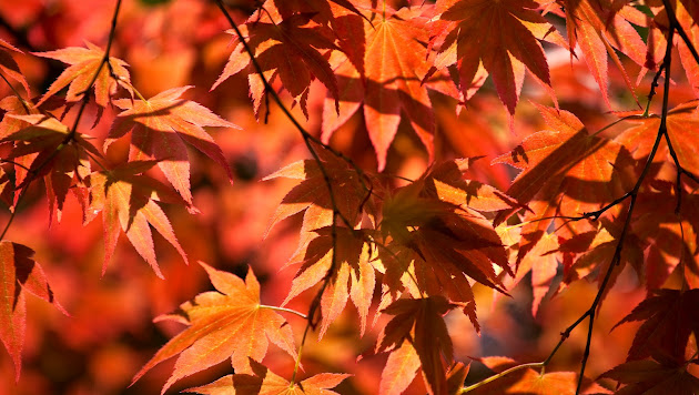 Cover photo