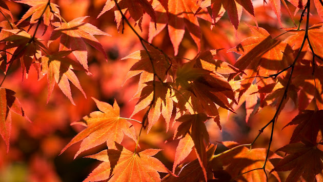 Cover photo