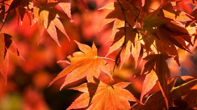 Cover photo