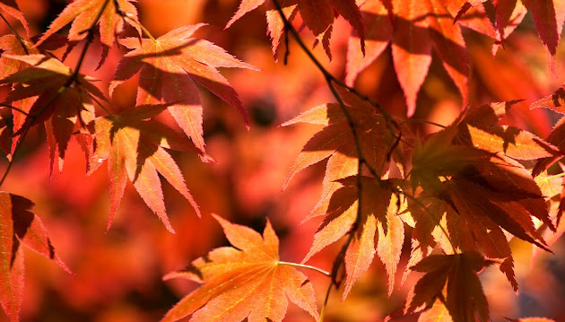 Cover photo