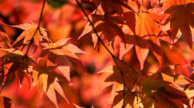 Cover photo