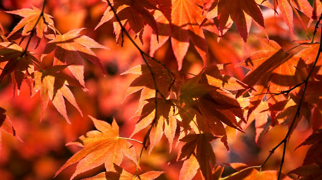 Cover photo