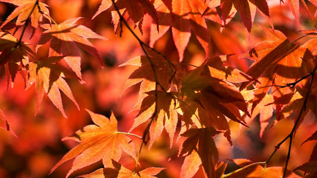 Cover photo