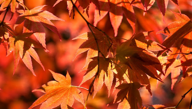 Cover photo