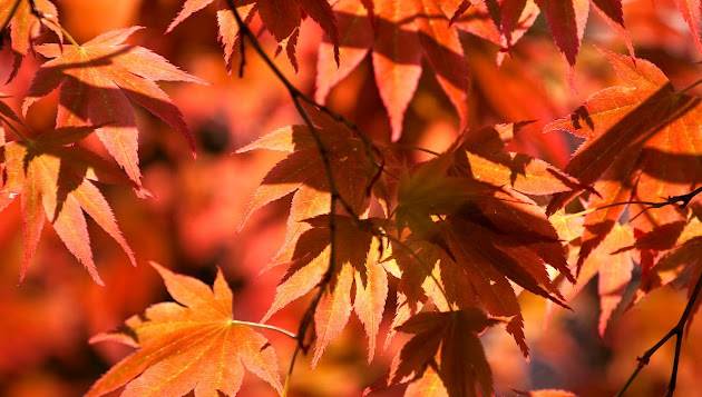 Cover photo