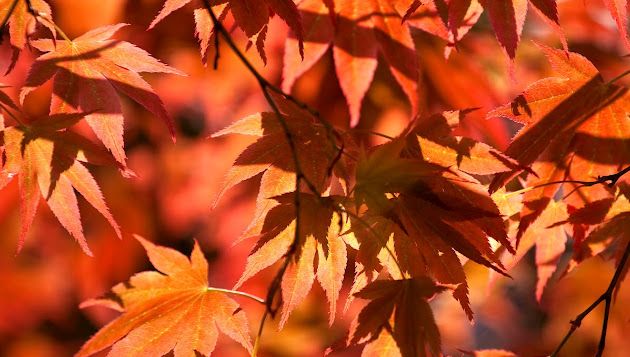 Cover photo