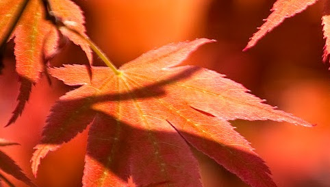 Cover photo