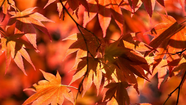 Cover photo