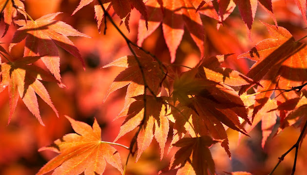 Cover photo