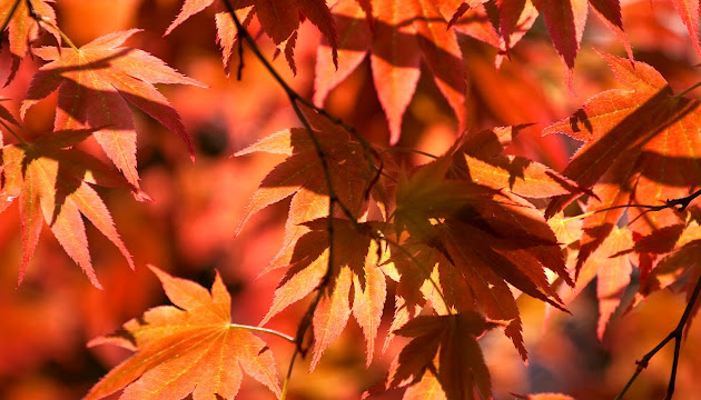 Cover photo