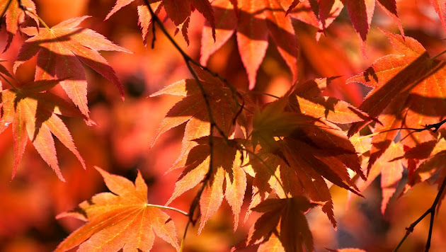 Cover photo