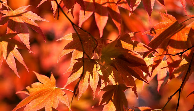 Cover photo