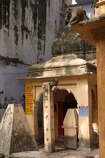 a small monkey temple a small monkey temple