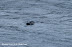 Harbour seal