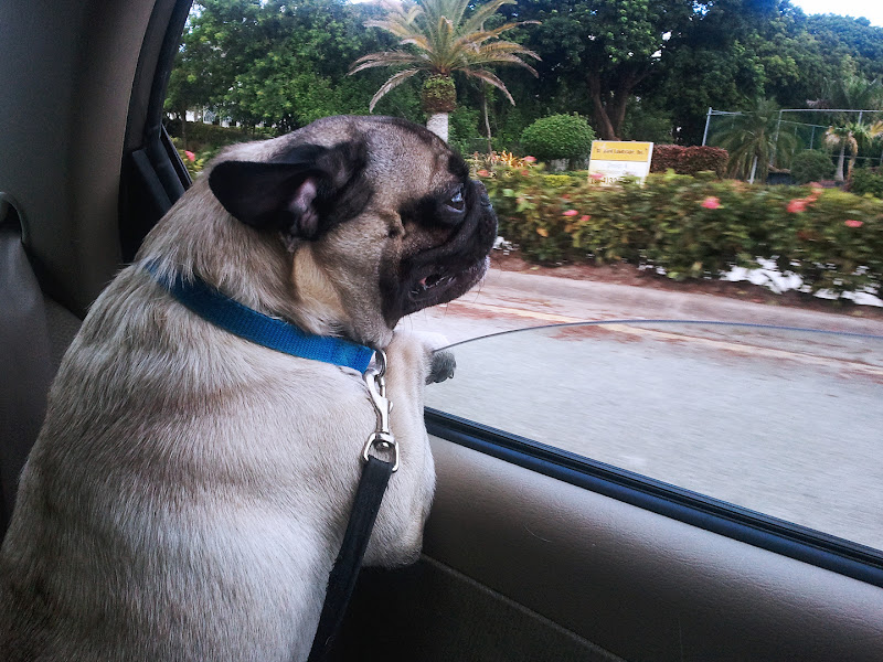 Buddy the Mischievous Pug