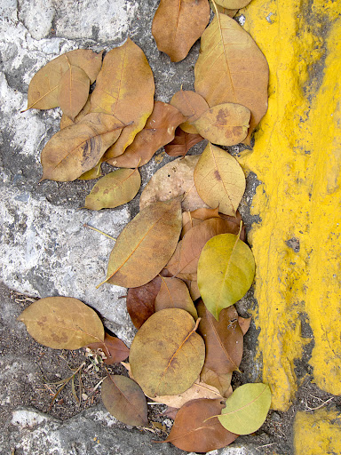 Hojas secas sobre el pavimento