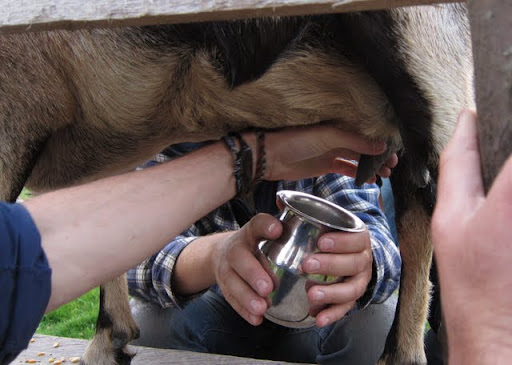 Milking goat for the first time