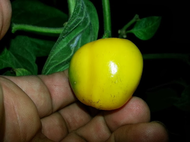 frutas frutas