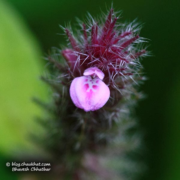 Acanthaceae family's tiny flower named Justicia procumbens also known as Karambal [करंबल], Pitpapada [पित्तपापडा], Kalmashi [कलमाशी], Ghati Pitpapad [घाटी पित्तपापड]