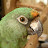birdergirlrs avatar image