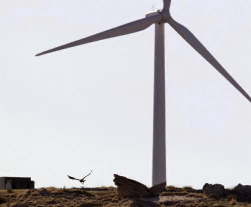 Agency Awards Grant To Study Wind Turbines Impact On Birds And Bats