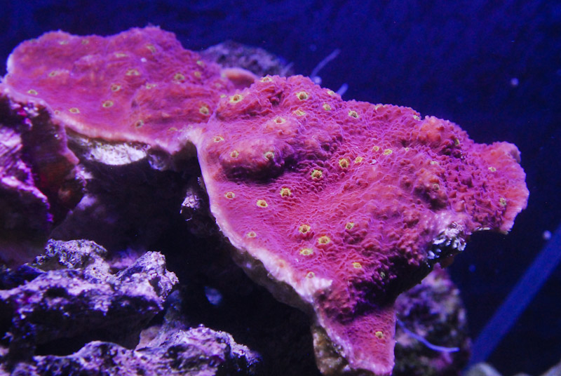 coral20110527-40.jpg