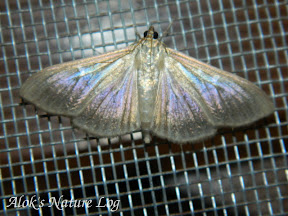 Crambidae, Spilomelinae