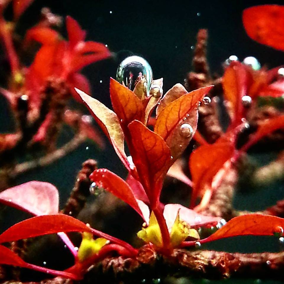 cây màu đỏ thở trong hồ thủy sinh