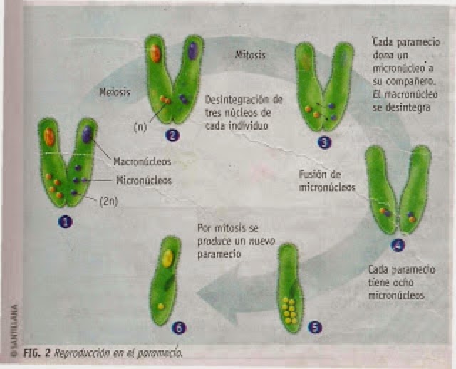 fision Angiospermas reproduccion asexual fision Angiospermas reproduccion asexual