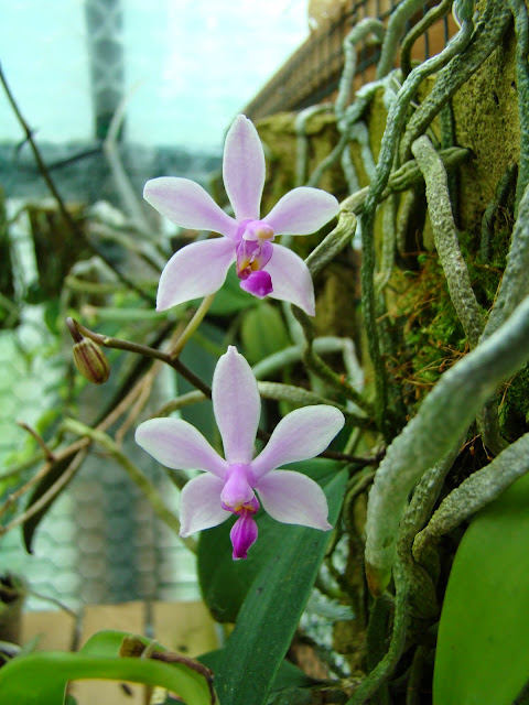 Phalaenopsis wilsonii DSC01173