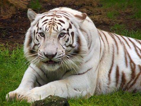 Harimau Putih  Kumpulan Gambar