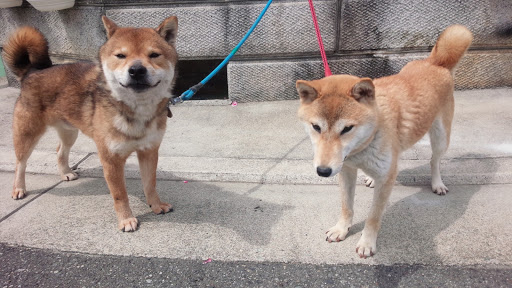 柴犬ブリーダー クッキーハウス 中区のペットショップ