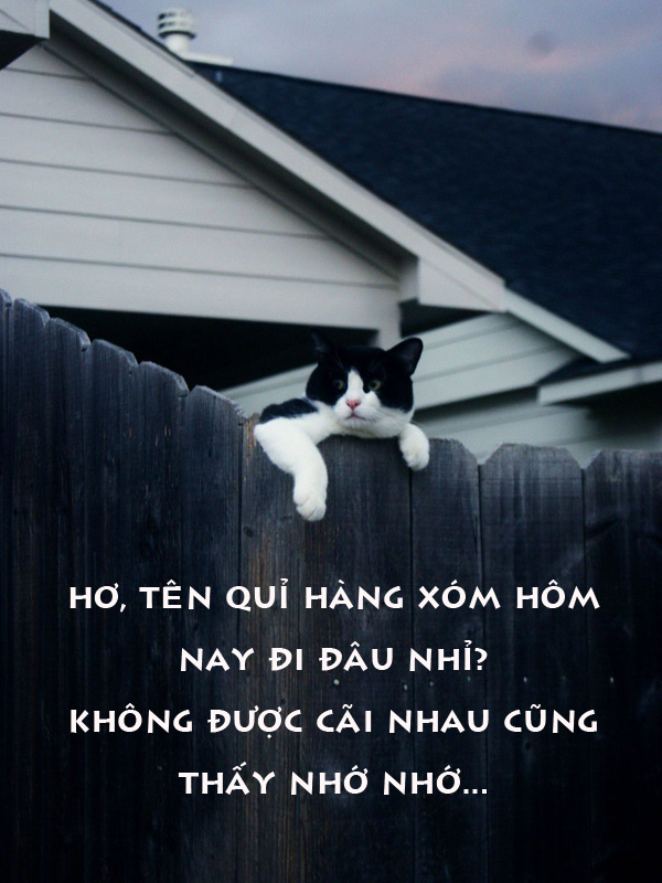 Cười vỡ bụng với ảnh vui chế về Mèo nhà ta Cười vỡ bụng ảnh vui mèo