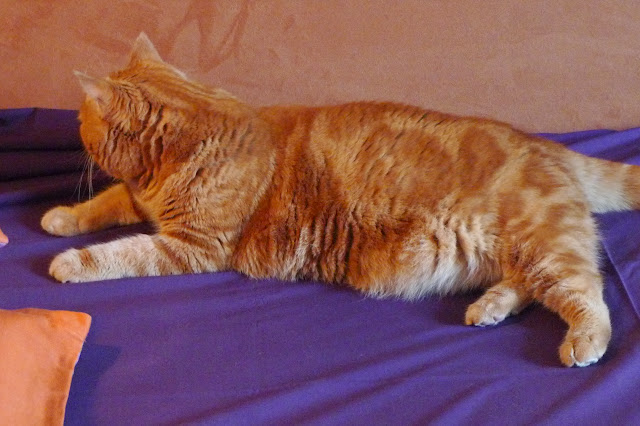 Поговорим о кошках32