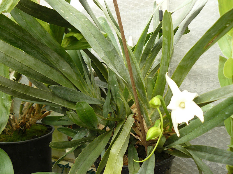 Angraecum magdalenae Angraecum%2520magdalenae%2520plante