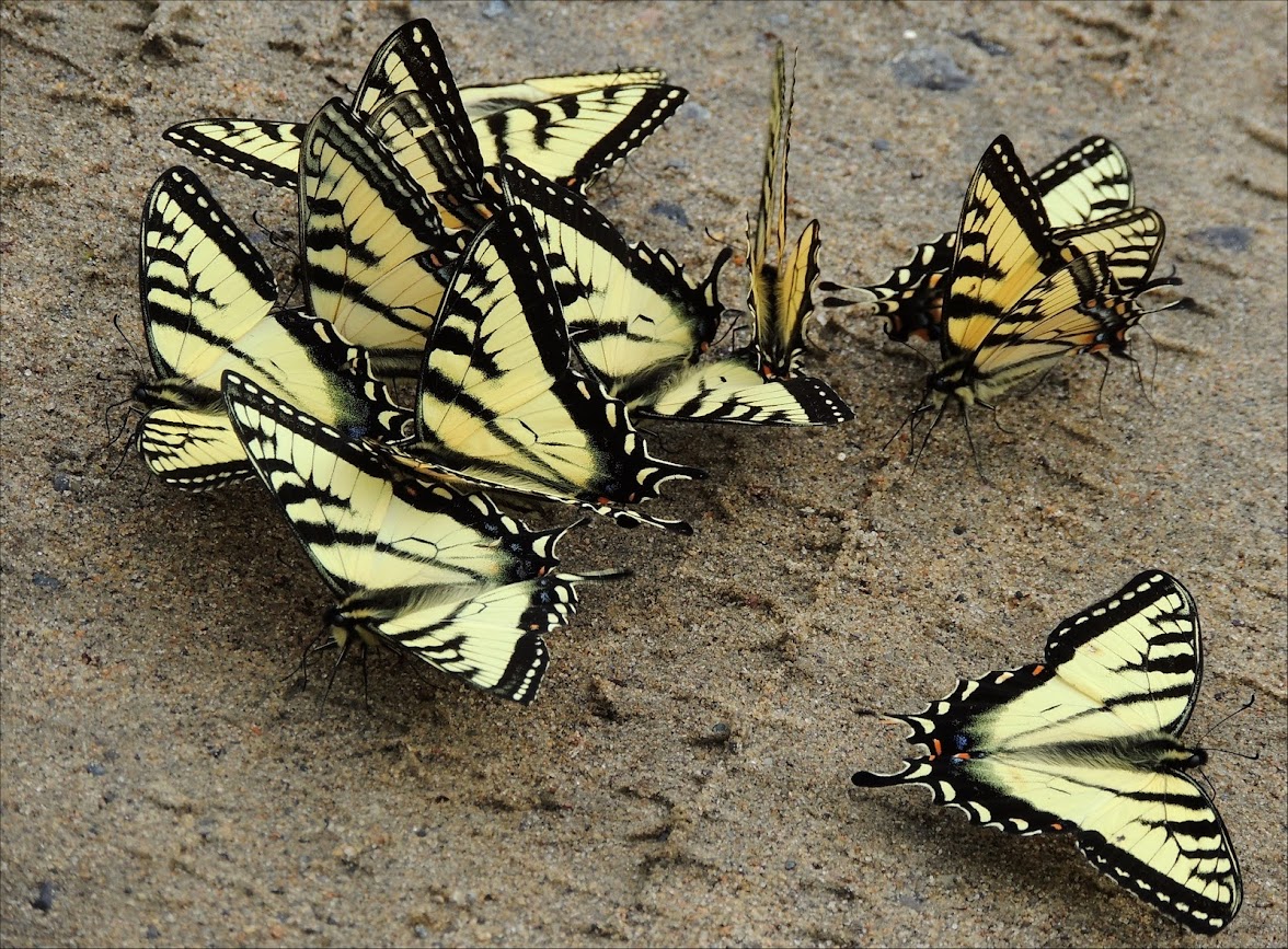 VITRINE JANVIER 2014 - Page 2 10+juin+Machaons+1