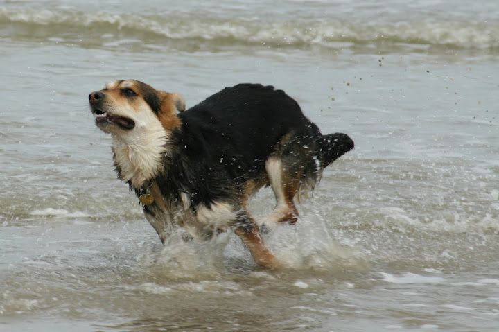 Photo de vos Corgi et autre chien a courtes pattes? Elly+17.05.2012+Oye+plage+%2830%29