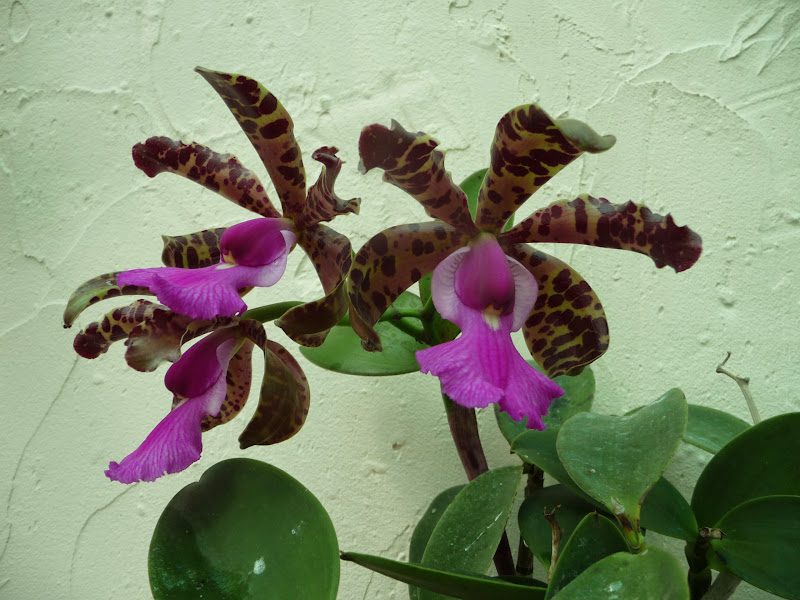 Cattleya aclandiae f. nigrescens P1190358