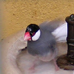 Gorrión javanés / Foto: David M. Santos (Cautividad: Mafra, Portugal, 2005)