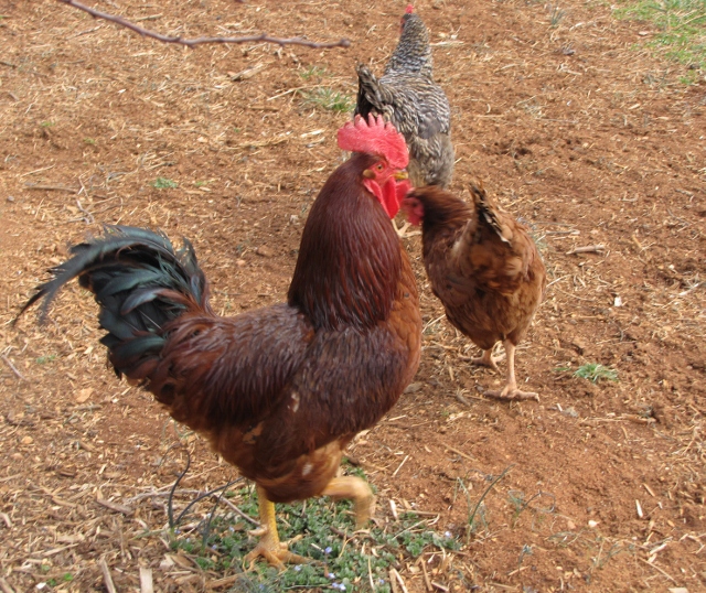 Backyard Journal: Hatching chicken eggs in an Incubator