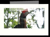 Red billed bird at crocolandia